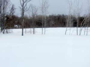 Snow scene backyard 1